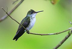 White-bellied Emerald